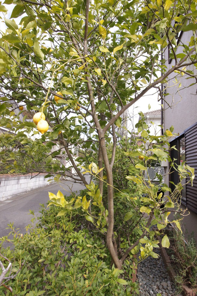 お庭のレモンの木｜横浜リノベーション